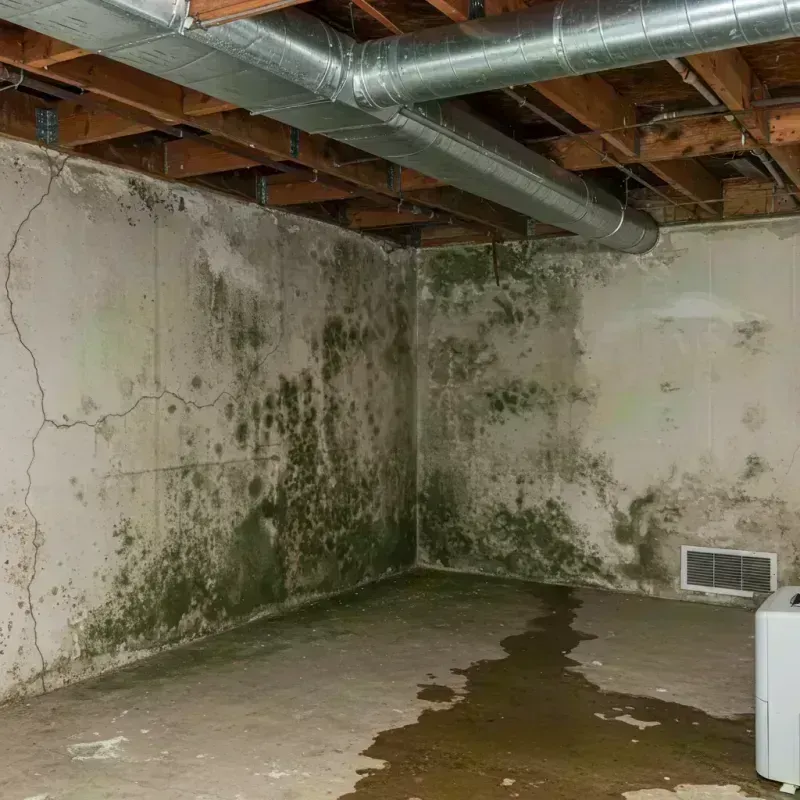 Professional Mold Removal in Boulder County, CO